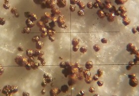 Coppered particles of spherical graphite, M = 200 x (light microscopy)