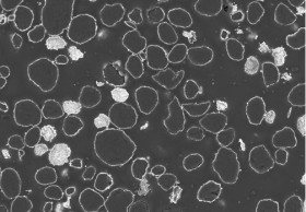 Coppered particles of graphite, cross-section polish, M = 1000 x (SEM-picture)