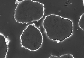 Detail with magnification of 5000x  (SEM)